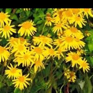 ARNICA SILVESTRE 30g