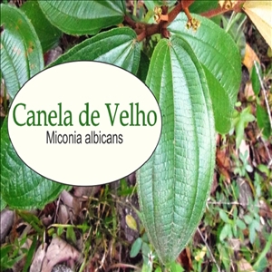 Cha de Canela de Velho